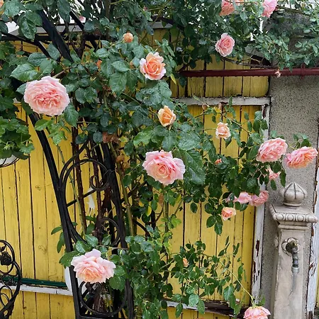 Luxurious With Huge Garden, Terrace & Outdoor Space Lejlighed Bukarest